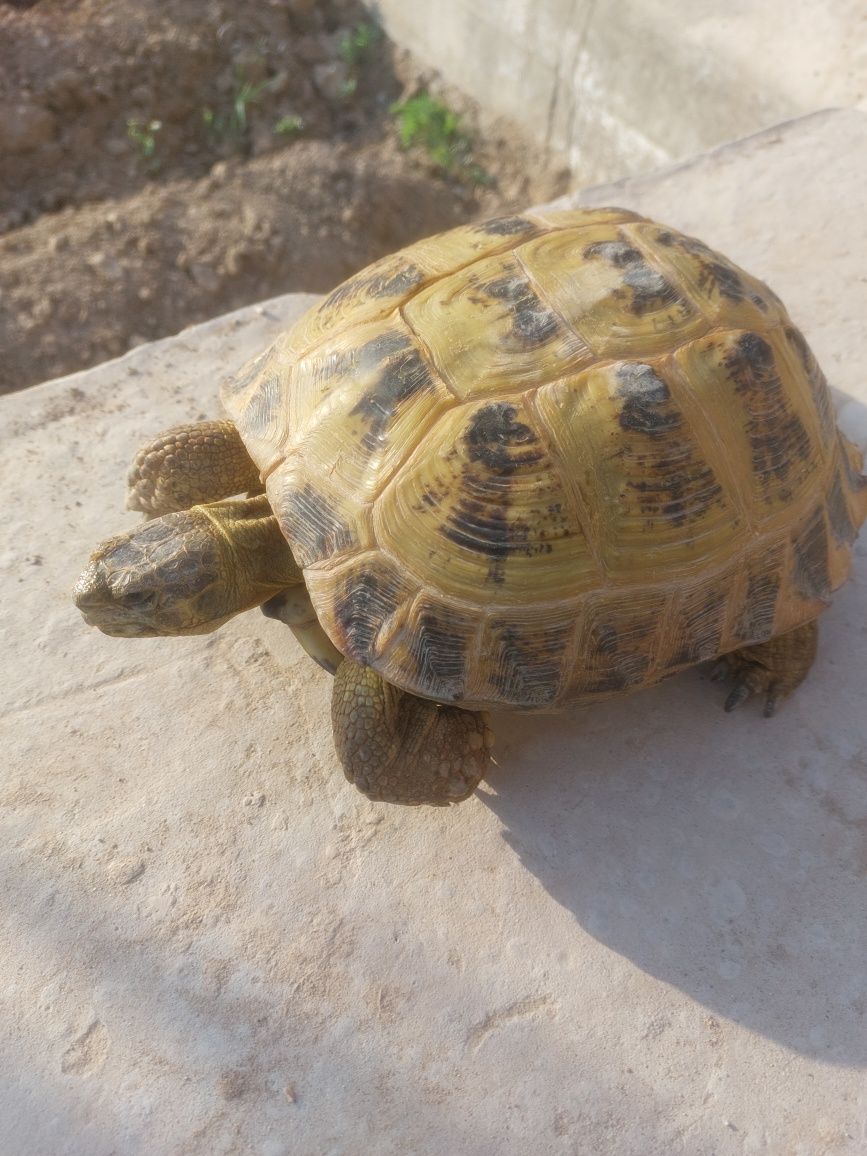 Uy hayvoni Toshbaqa