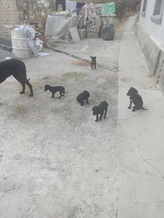 Жақсы тазы күшіктер сатылады өте арзан қолжетімді бағада сатылады