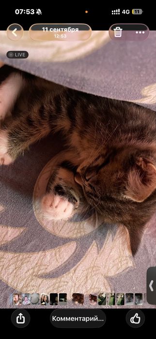 Отдам котят 2 девочки игривые девочки очень красивые