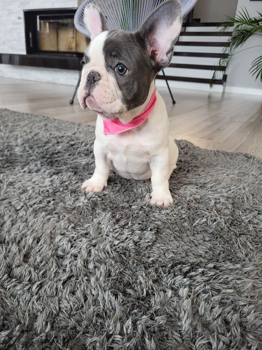 Bulldog francez blue pied