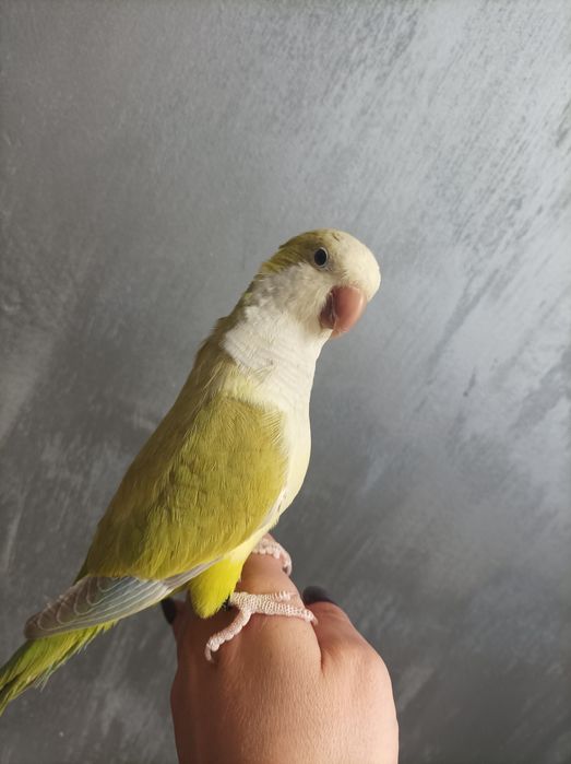 Папагал монах ръчно хранен