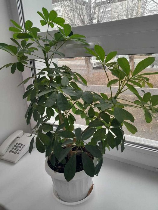 цветы в офис домой