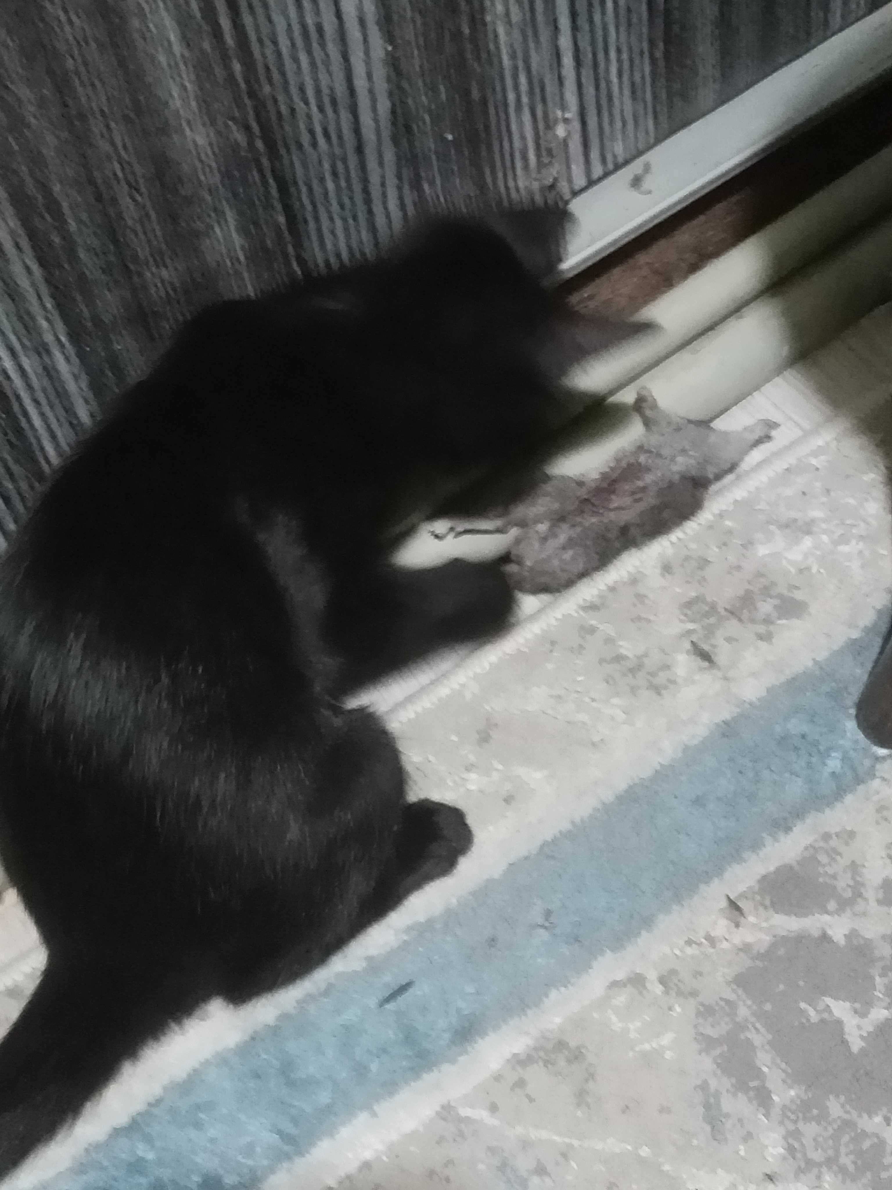 отдадим котят ,отлично ловят мышей и крыс