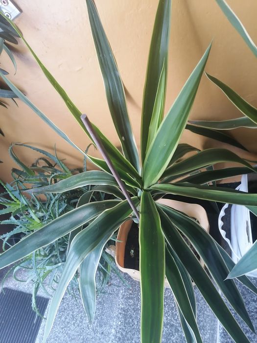 Младо цвете юка  добре подържано