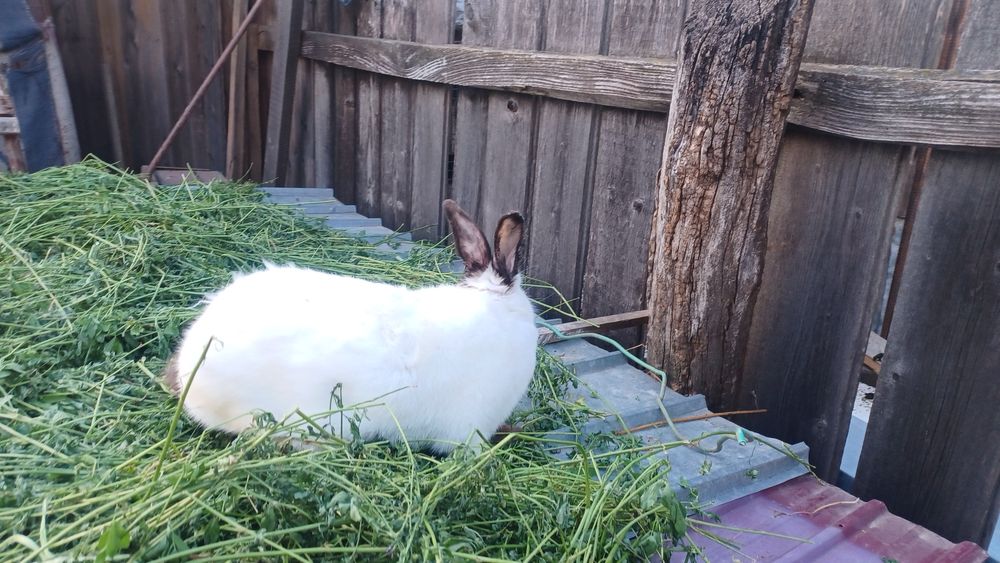 Vand iepuri,detin mai multe rase!