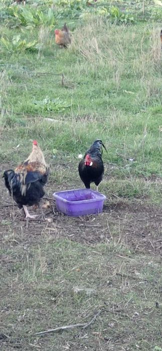 Продават се млади петлета