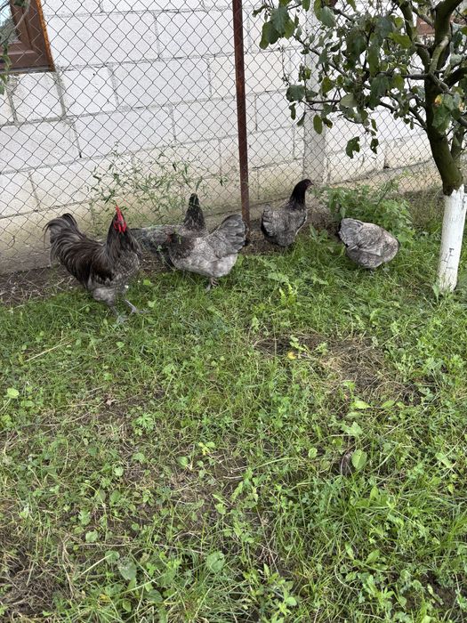 Vand gaini din rasa australorp