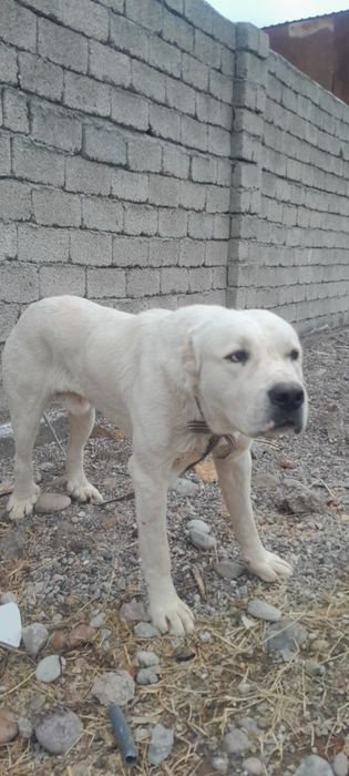 Алабай Туркмен 7 ойлик тоза зод жангчи сиртлони 6.7 та