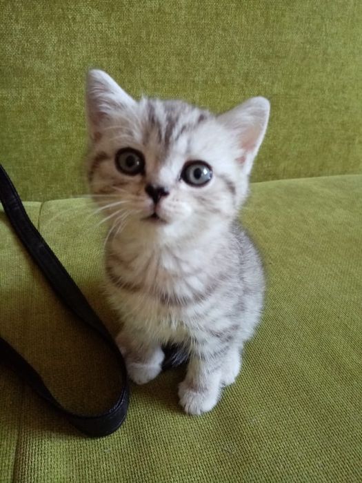 продам котят, шотландские,вислоухие