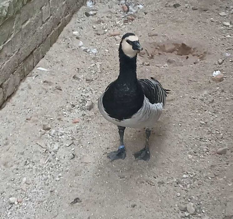 De vânzare gascan calugar matur