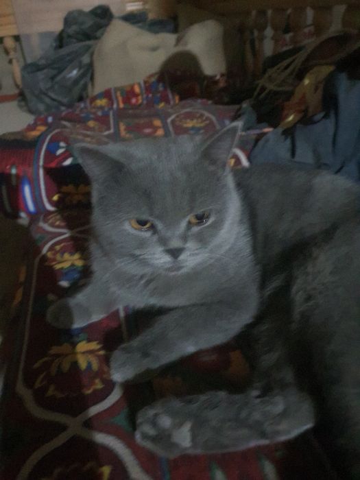 шотланские котята