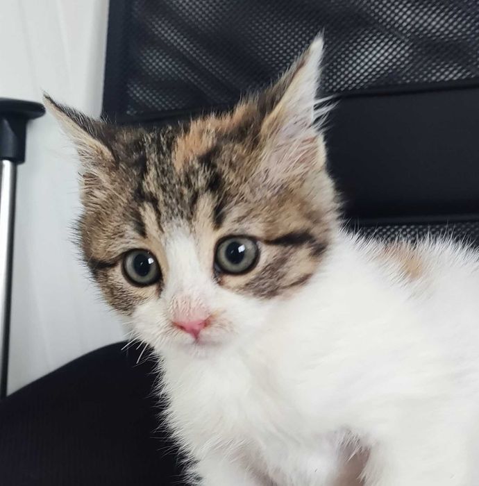 Подарявам малко пухкаво коте