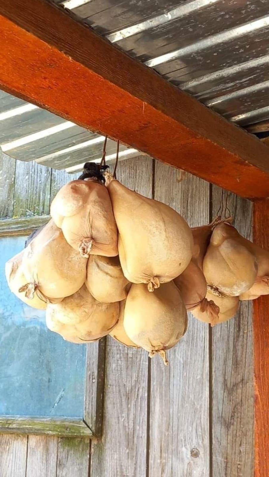 Vând caș de oaie cu capră