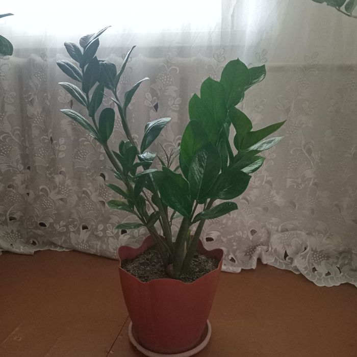 Домашнии цветок для дома офисов