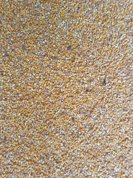 Grâu și porumb de vânzare 2025