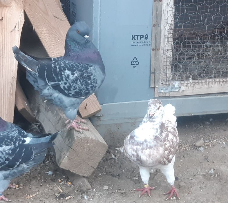 De vanzare kingi .4 buc