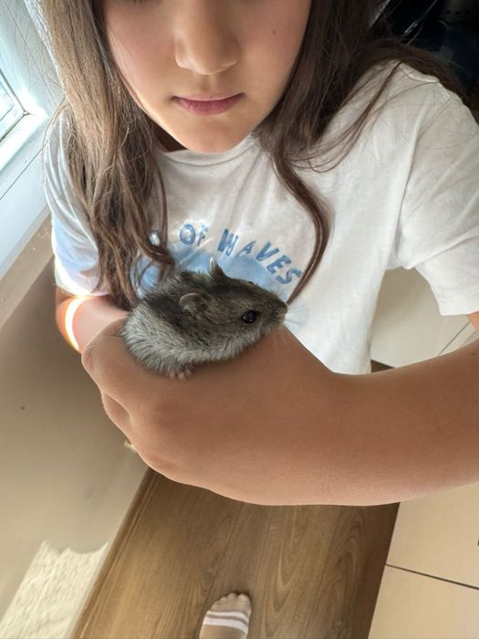 Подарявам хаместери