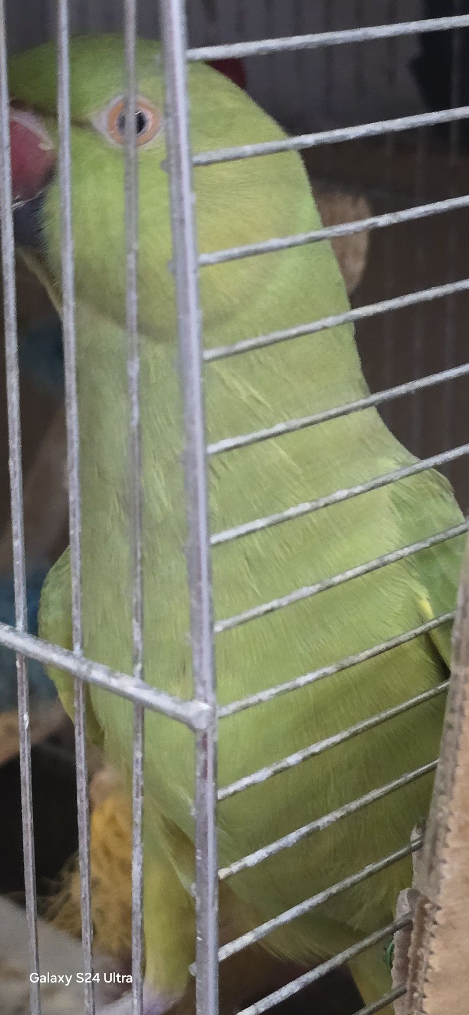 Papagali micul Alexandru