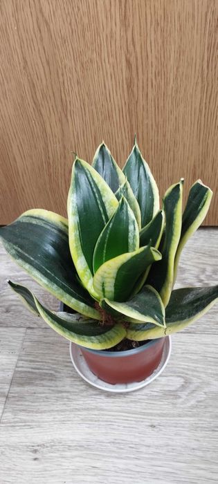 Стайни цветя за продажба!