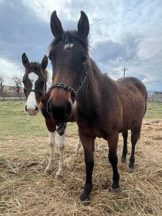 Продавам бебета кончета