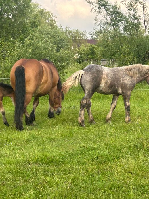 Se vinde mânz foarte frumos sur de 11 luni
