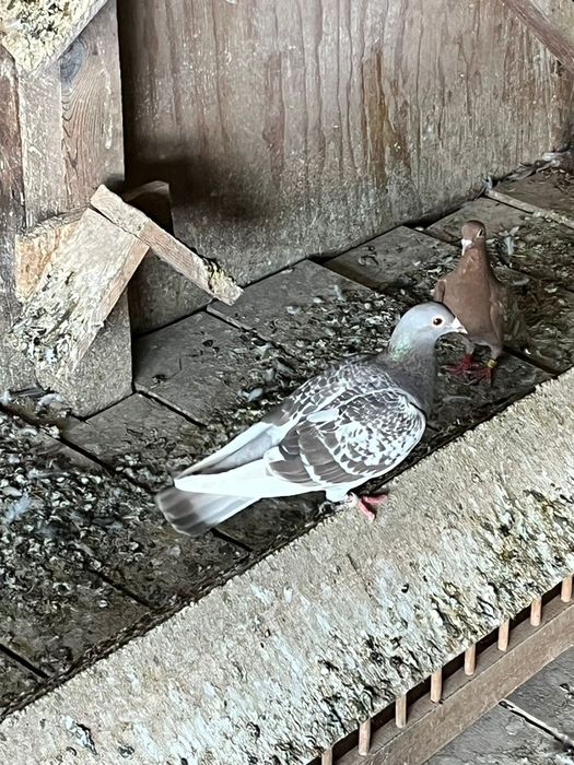 Vând porumbei voiajori și voltati