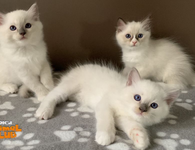Pisici ragdoll pui 1 luna