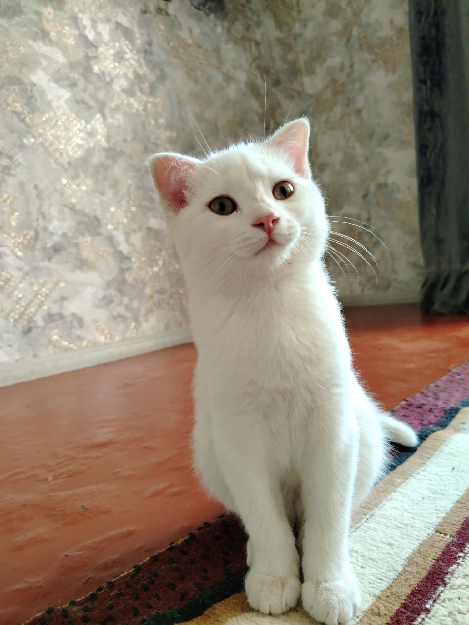 Zolotoy shinshila va fold bolalari