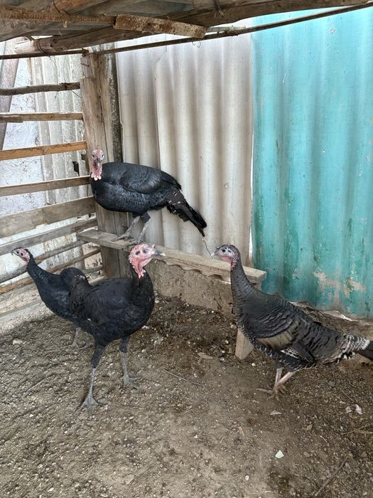 Индюк за 15000 ест торг