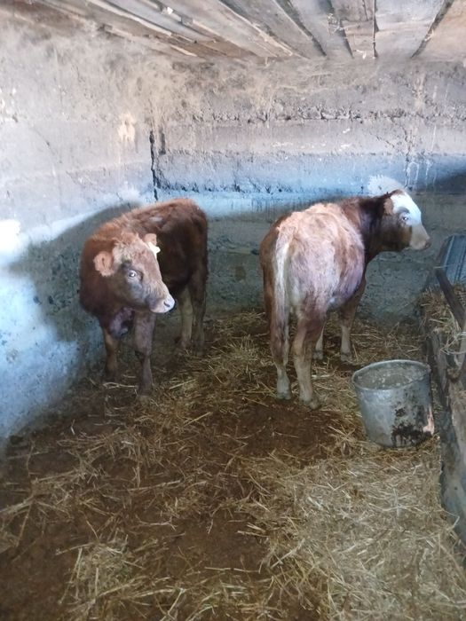 Продам срочно продам