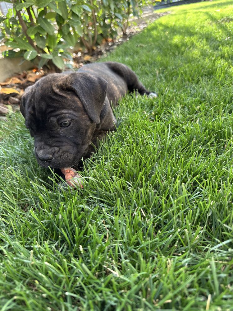 Rezervare femela cane corso