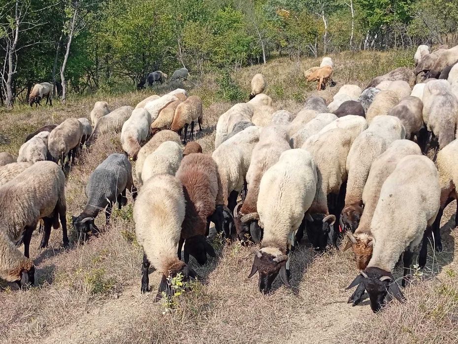 Vând miei carabas și iezi castrati