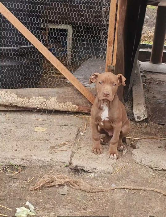 питбул чистокръвен 2 мъшки