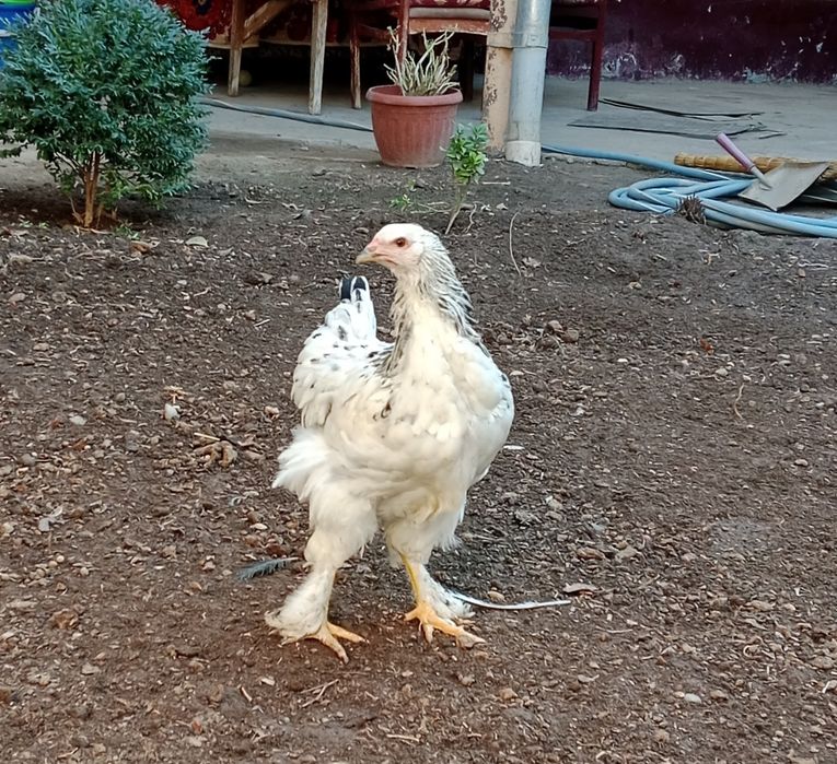 Хуроз Петух сотилади