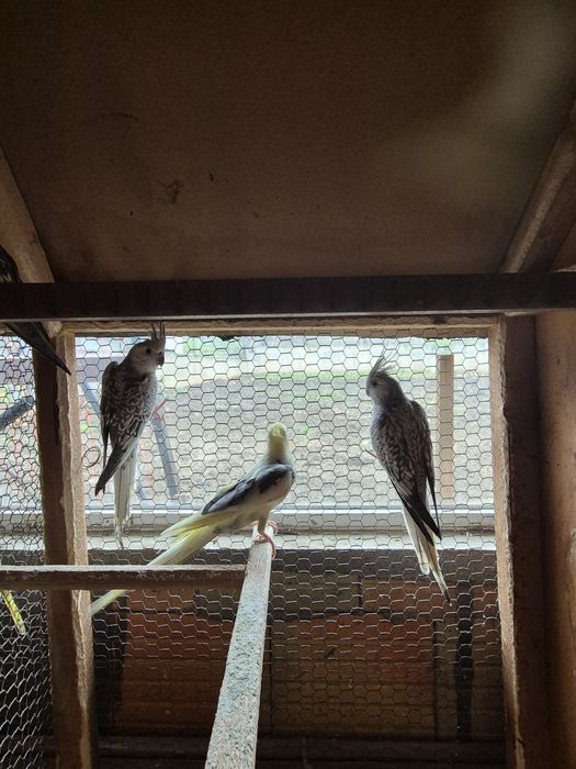 Продавам Корели  90лв