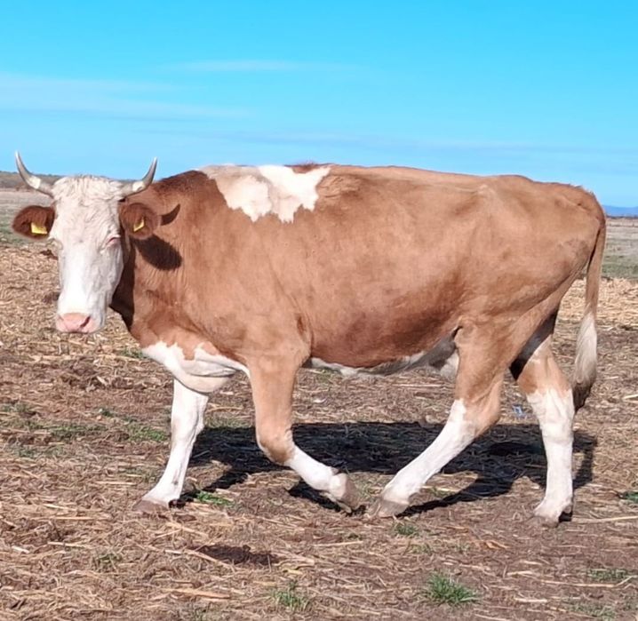 Vând sau schimb vaci și utilaje cu viței mici!