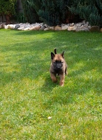 Ciobanesc Belgian Malinois