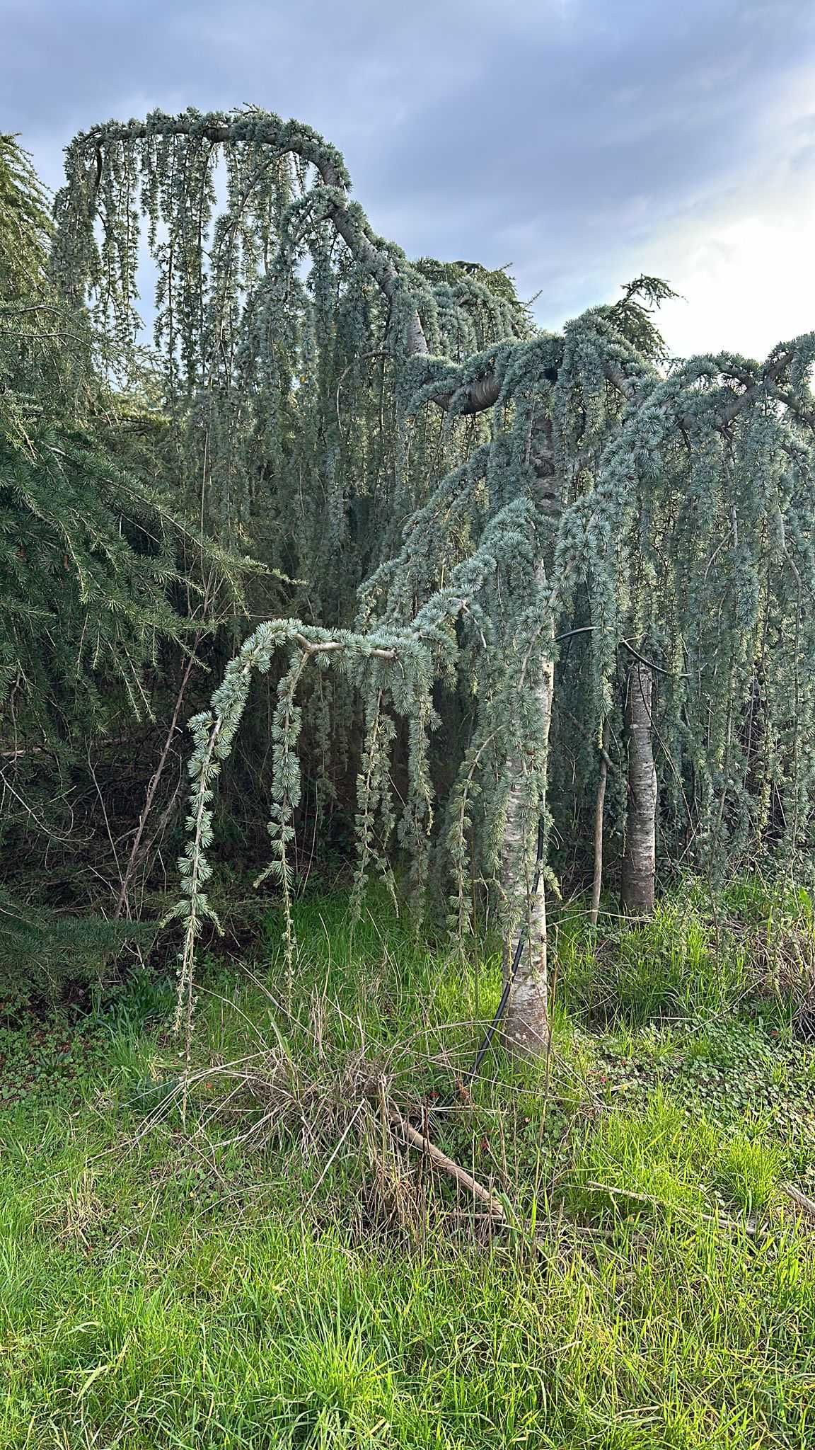 Descoperă Eleganța Plantelor de Lux la Vivai Piante