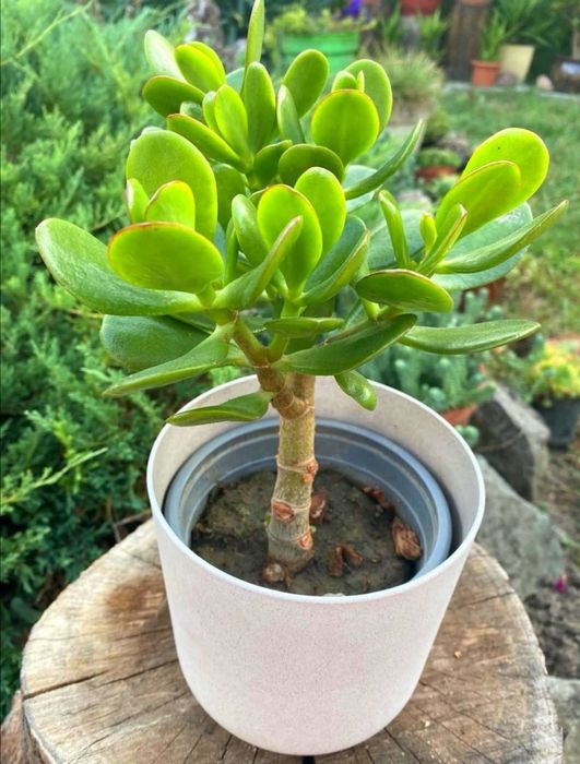Crassula ovata (copacul banilor)
