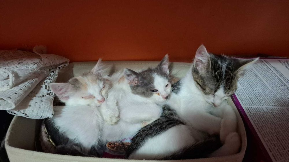 Pisicute spre adoptie