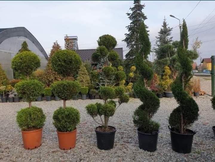 Vând plante ornamentale tuia smarald cedrus magnoli mesteacăn alb