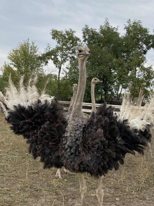 Struti africani vand sau sacrific