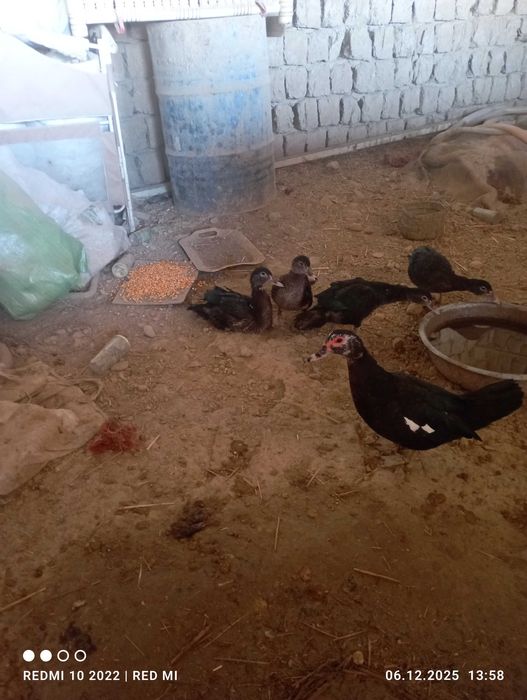 Utka induk qorasidan