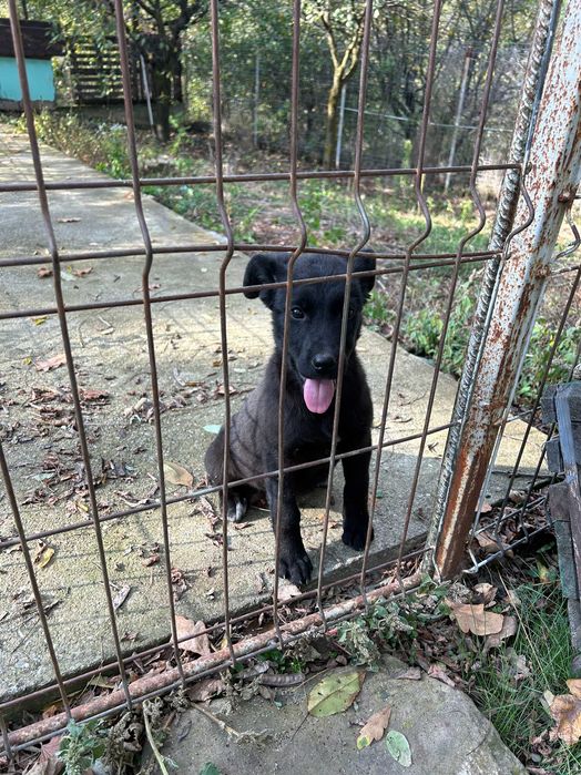 donez catelusa talie mare metis ciobanesc german aproximativ doua luni