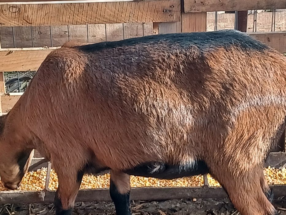 Iadă Alpină Franceză primul an