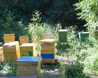 Camere supraveghere pentru apicultori