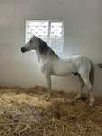Andaluz spaniol alb