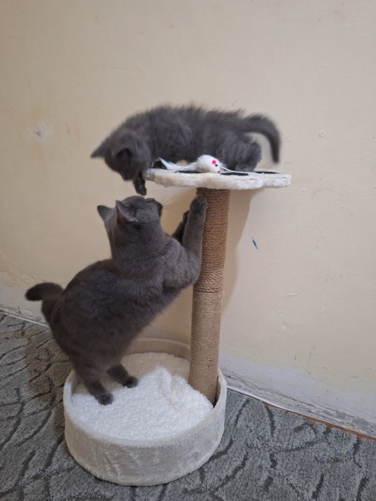 Котешки драскалки