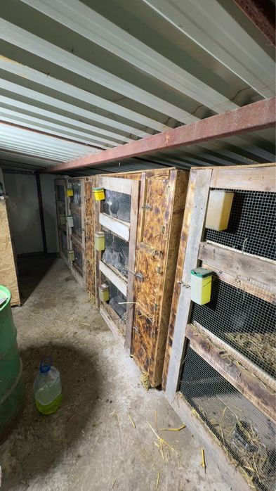 Vand custi pentrh iepuri