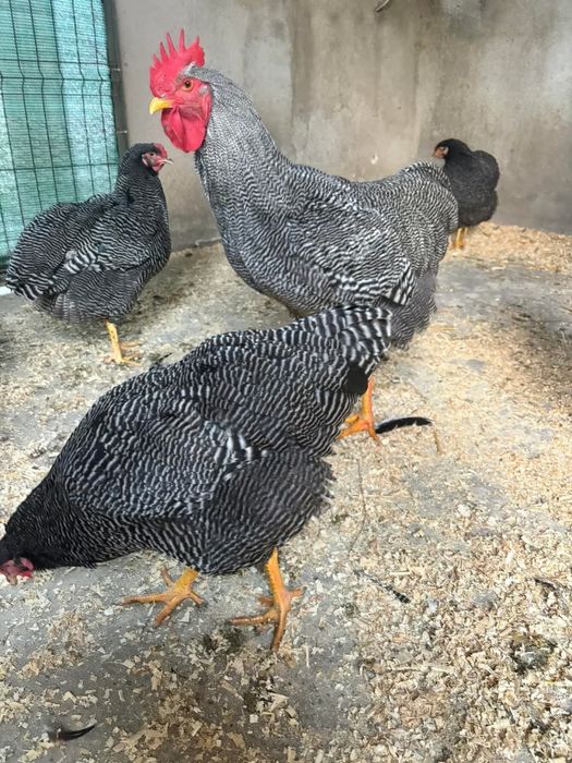 Vând cocosi  rasa Wyandotte , Brahma , de 11 luni . Deparazitati .